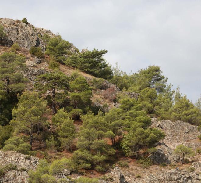 Forest of Dadia 1