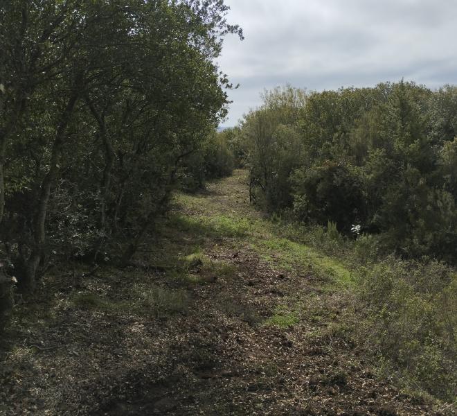 Pangaio Trail Run 2
