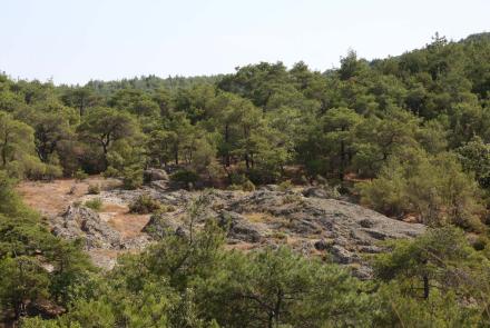 Forest of Dadia