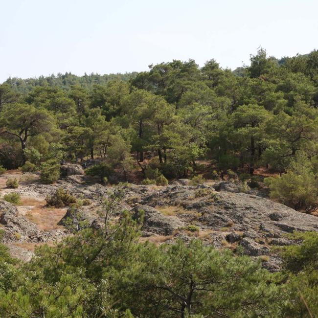 Forest of Dadia