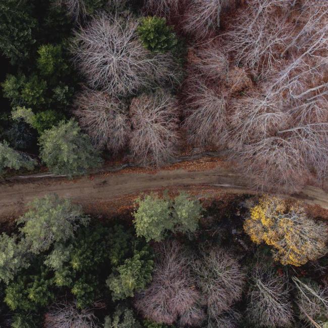Haidou Forest